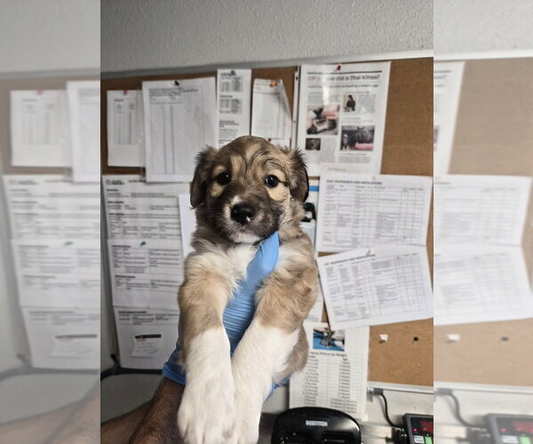 Medium Photo #1 Aussie Pyrenees Puppy For Sale in Bolivar, MO, USA