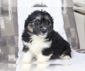 Aussiedoodle Miniature  Puppy for sale in SHILOH, OH, USA