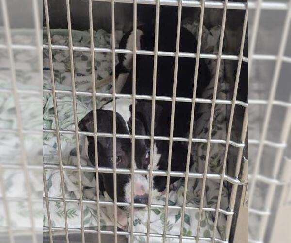 Medium Photo #1 Mutt Puppy For Sale in Decatur, IL, USA