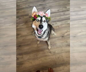 Siberian Husky Dogs for adoption in Rosenberg, TX, USA