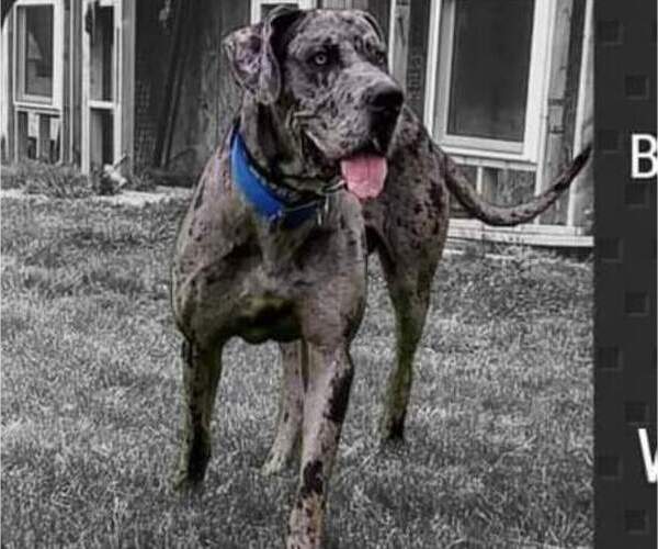 Medium Photo #1 Great Dane Puppy For Sale in ENGLISH, IN, USA