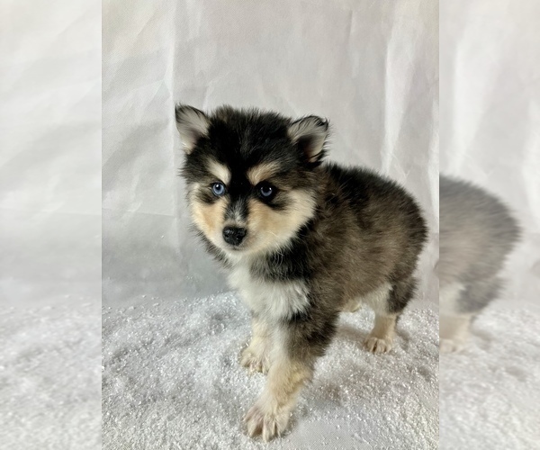 Medium Photo #2 Pomsky Puppy For Sale in TAMPICO, IL, USA