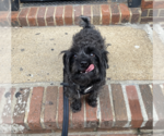 Small #15 Mutt