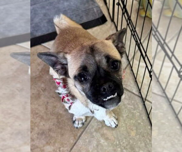 Medium Photo #4 Chug Puppy For Sale in Temecula, CA, USA