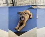 Small #2 German Shepherd Dog Mix