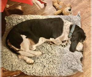 Skeeter - Male Basset Hound Dog for Adoption - Photo #3