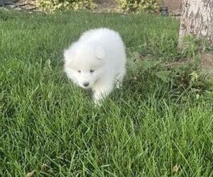 Samoyed Puppy for sale in AURORA, CO, USA