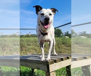 Pointer-Unknown Mix Dogs for adoption in Batavia, NY, USA