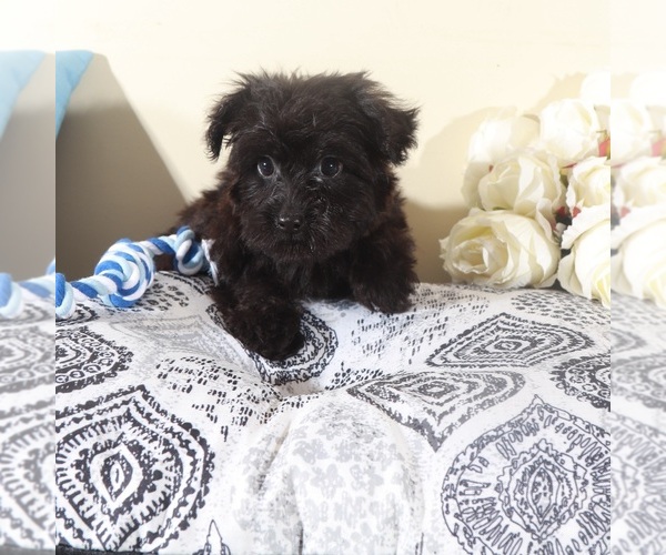 Medium Photo #5 Yorkipoo Puppy For Sale in MOUNT VERNON, OH, USA