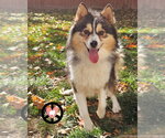 Small #2 Pomsky
