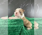 Small Photo #4 Boston Terrier Puppy For Sale in TULARE, CA, USA