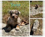 Puppy Twist Texas Heeler