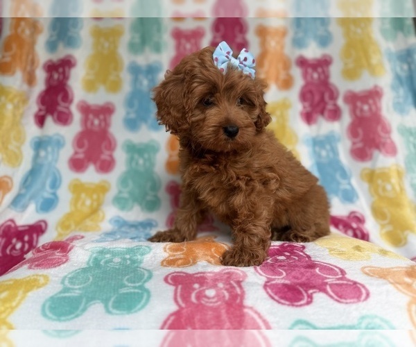 Medium Photo #5 Cockapoo (Miniature) Puppy For Sale in LAKELAND, FL, USA