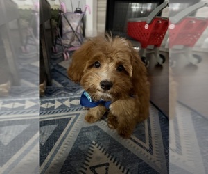 Cavapoochon (Miniature) Puppy for sale in GROVETOWN, GA, USA