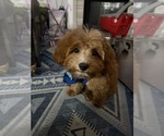 Small Cavapoochon (Miniature)