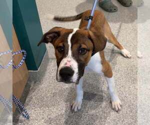 Mutt Dogs for adoption in Shelburne, VT, USA