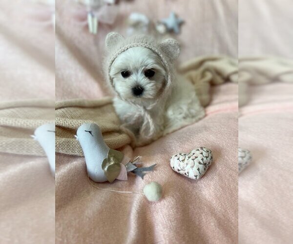 Medium Photo #13 Maltese Puppy For Sale in BEVERLY HILLS, CA, USA