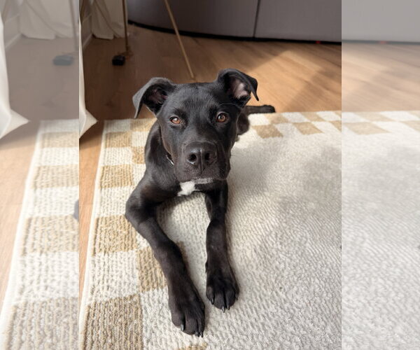 Medium Photo #2 Mutt Puppy For Sale in St. Louis Park, MN, USA