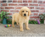 Small #6 Golden Retriever