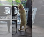 Small #7 Golden Retriever