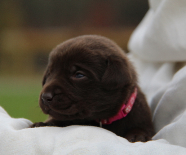 Medium Photo #1 Labrador Retriever Puppy For Sale in HYDE PARK, VT, USA