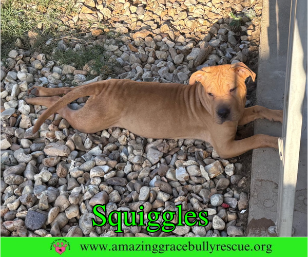 Medium Photo #4 Mutt Puppy For Sale in Milton, FL, USA