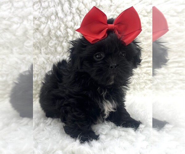 Medium Photo #3 Shih Tzu Puppy For Sale in PEMBROKE PINES, FL, USA