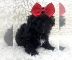 Small Photo #15 Shih Tzu Puppy For Sale in PEMBROKE PINES, FL, USA
