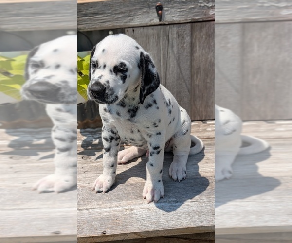 Medium Photo #74 Dalmatian Puppy For Sale in GOSHEN, IN, USA