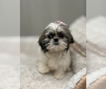 Small Photo #6 Shih Tzu Puppy For Sale in ELMHURST, IL, USA