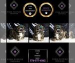 Small Photo #41 Poodle (Miniature) Puppy For Sale in WARSAW, IN, USA