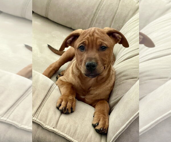 Medium Photo #5 Redbone Coonhound-Unknown Mix Puppy For Sale in Mooresville, NC, USA