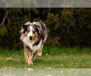 Father of the Miniature Australian Shepherd puppies born on 04/15/2026