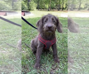 Labradoodle Puppy for sale in MCCOMB, MS, USA