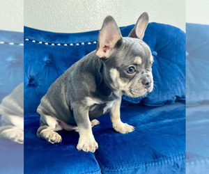 French Bulldog Puppy for sale in WILSON, WY, USA
