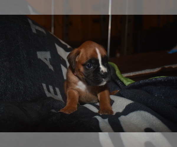 Medium Photo #4 Boxer Puppy For Sale in FEDERAL WAY, WA, USA