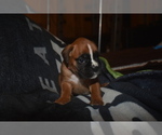 Small Photo #4 Boxer Puppy For Sale in FEDERAL WAY, WA, USA