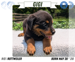 Small #11 Rottweiler