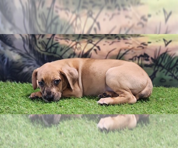 Medium Photo #7 Catahoula Leopard Dog Puppy For Sale in CUMBY, TX, USA