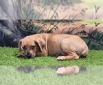 Small #6 Catahoula Leopard Dog
