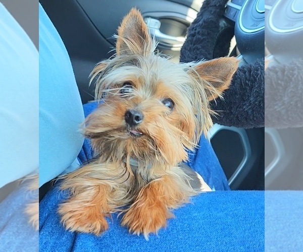 Medium Photo #1 Yorkshire Terrier Puppy For Sale in BARNETT, MO, USA