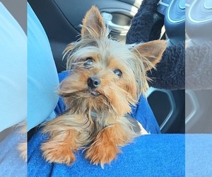 Father of the Yorkshire Terrier puppies born on 05/14/2026
