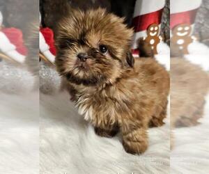 Shih Tzu Puppy for sale in TAMPA, FL, USA