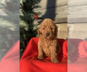 Labradoodle Puppy for sale in BERESFORD, SD, USA