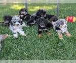 Small Photo #1 Bernedoodle-Golden Mountain Dog Mix Puppy For Sale in DAVIS, CA, USA