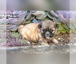 Image preview for Ad Listing. Nickname: Litter of 7