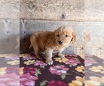 Small #5 Golden Retriever