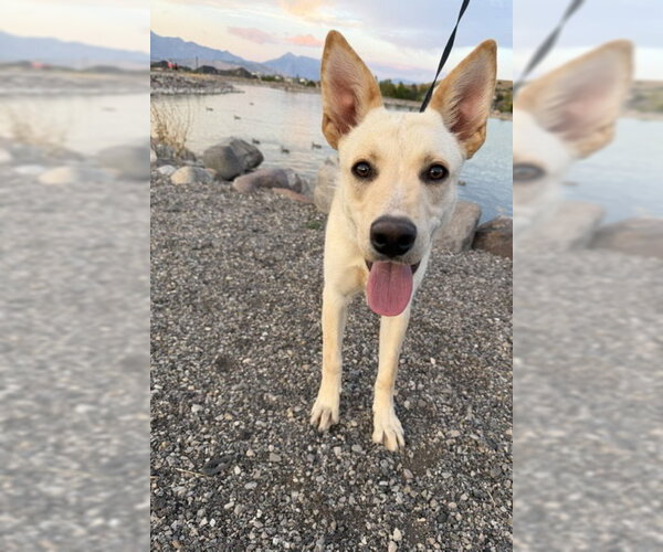 Medium Photo #10 German Shepherd Dog-Unknown Mix Puppy For Sale in Sandy, UT, USA