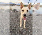 Small #9 German Shepherd Dog Mix