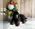 Puppy Marshall Poodle (Standard)